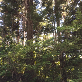 綺麗な鳴き声 うぐいすの画像