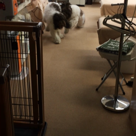 診療室でドッグラン(๑˃̵ᴗ˂̵)の画像