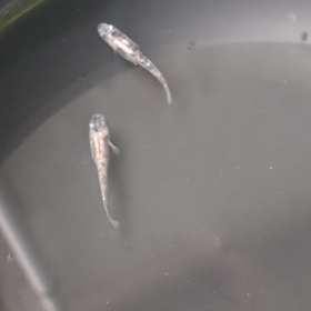 三色ラメの選別眼(汗)の画像