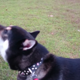 リサイタルの画像