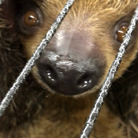 ナマケモノの画像