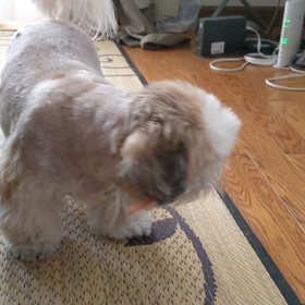 早食いまーちゃんの画像