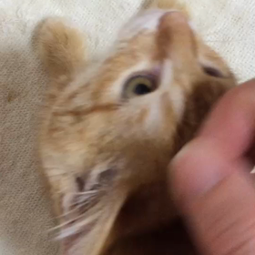 ジャスミン、ティブちゃん2匹希望！の画像