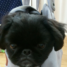 マイブームの画像