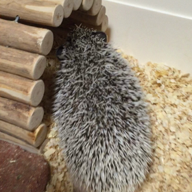 アンティング（動画編）の画像