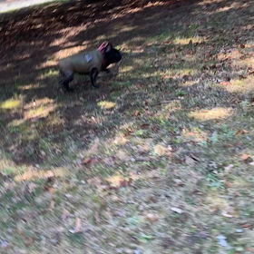 お散歩！  お散歩！の画像