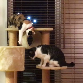 バトル   第3ラウンドの画像