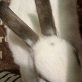 まいまい★の画像