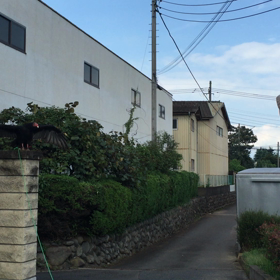 ヒメコンドル…飛ばず^_^;の画像