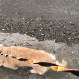 ♪お散歩動画♪お台場海浜公園♪の画像