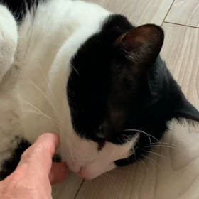 猫と戯れるの画像