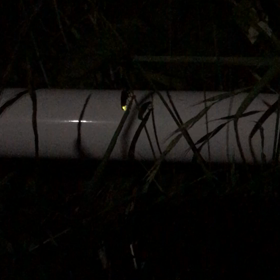 蛍飛び始めましたの画像