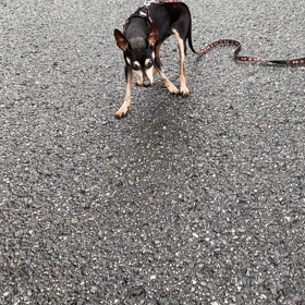 メロンちゃんでーすの画像