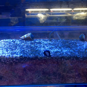 水槽っての画像