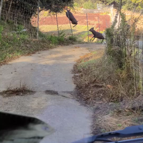 鴨猟ガイド中に鹿(三の又)2頭と遭遇の画像