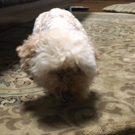 デンタル棒の画像