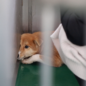 里親募集野犬子犬兄弟の画像