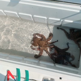 父ちゃん釣りに行くの画像