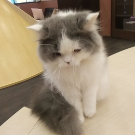 プリティシュショートヘアの画像