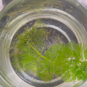 メダカちゃんの赤ちゃんの画像