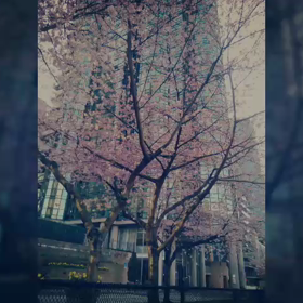 バンクーバーの桜の画像
