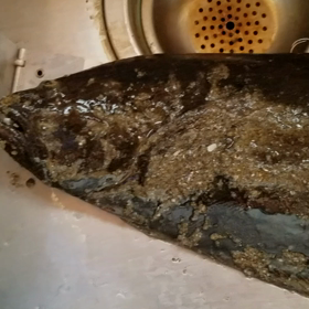 暑中お見舞い申し上げますの画像