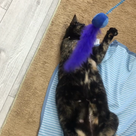 今日はいっぱい遊んだにゃんの画像