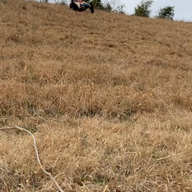 久々に朝から畑の画像