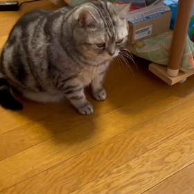 半集中イケメン歯科医　の画像