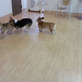 ②甥っ子 陽向くんが…動画編の画像