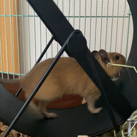 新しい家族が来ました〜の画像