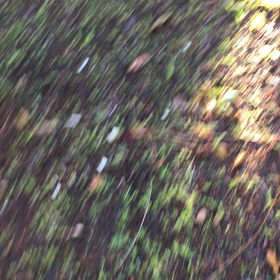 お庭デビューの画像