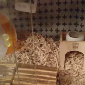 野良寝もここまでくると、、、の画像