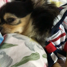 シェリの寝言の画像