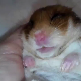 今日のはーちゃんの画像