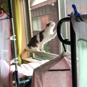 足が痒い！ 虐げられているお婿さん。保育園代行で朝活。の画像