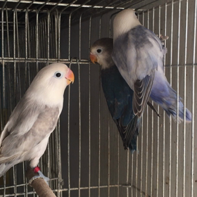 ボタンインコの画像