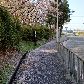 桜吹雪。の画像