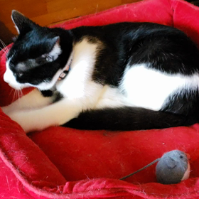 甘えん坊の年末の画像