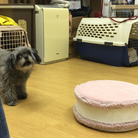 つぐみ編。の画像