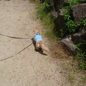 爽やかな～！犬(-_-;)の画像