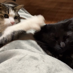 猫パンチ。の画像