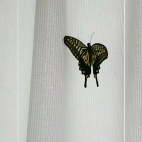 6月28日に蝶にの画像