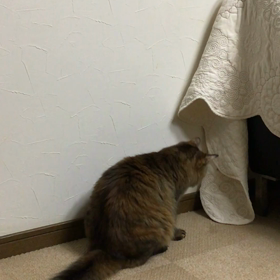 獲物を仕留めたの画像