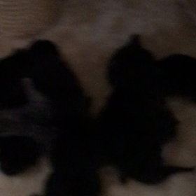 チーちゃん無事に出産！の画像