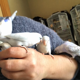 販売中の子ご紹介と鳥飼の日常の画像