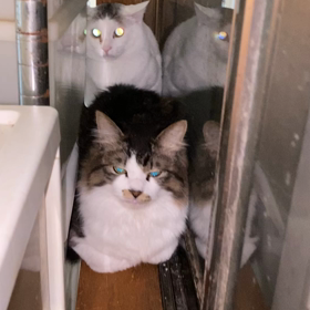 じぶんの感受性ぐらいの画像