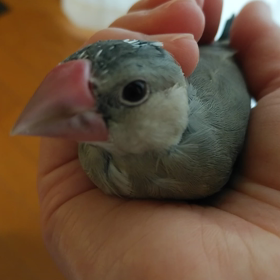 手の上が好きの画像