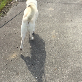 今日のコロの画像