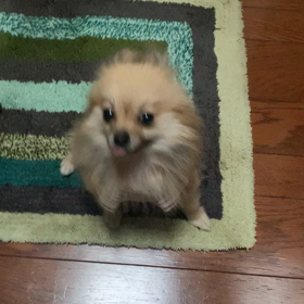 〓　不治の病の福ちゃんの画像